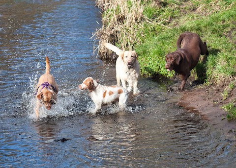 Pawfoot Sutton Coldfield