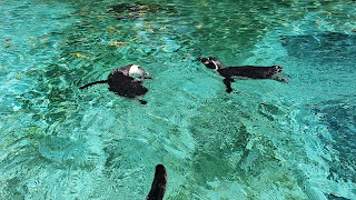 London Zoo Penguin Pool