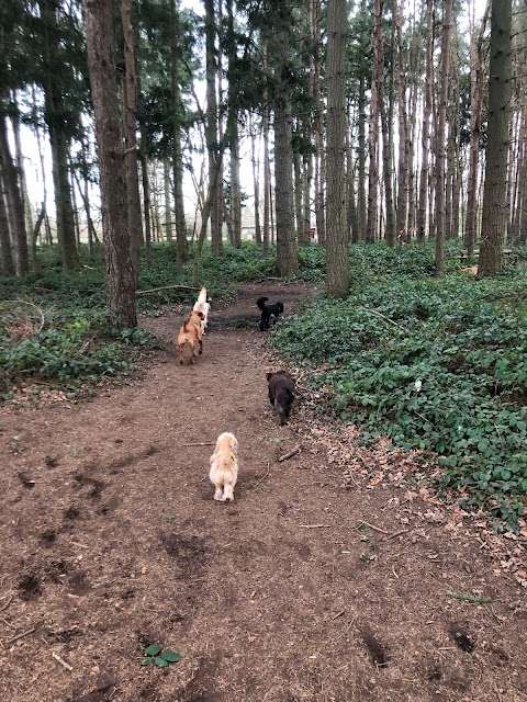 Caversham Canine Club