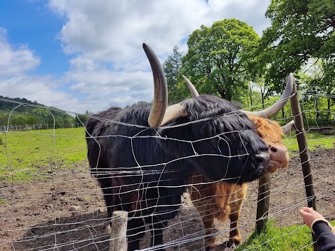 Timberbush Tours Glasgow