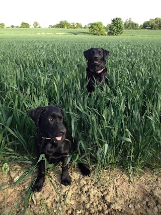 Blue Collar Pets