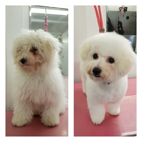 Pawfect Style Dog Grooming SPA