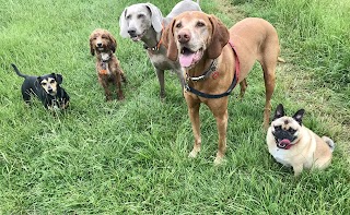 Pawtrailsofbath Dog Walking Service