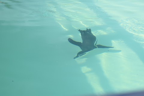 Penguin Feeding