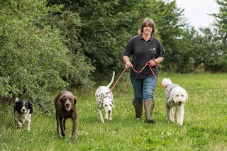 Lily's Barn Dog Day Care