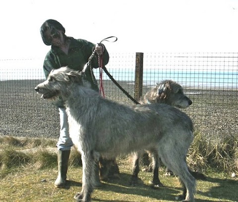 Best Friends Home Dog Boarding