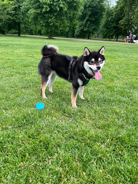 VolPets London Professional dog walker & trainer