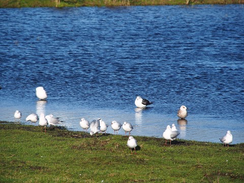 Bowthorpe Marsh