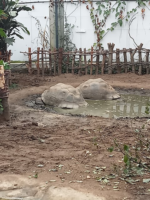 Galapagos Tortoises