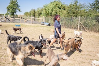 Barehams Boarding & Daycare Centre