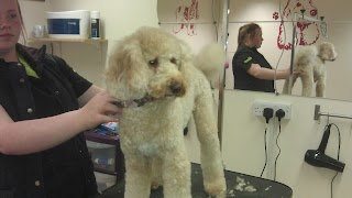 Snipets Dog Grooming