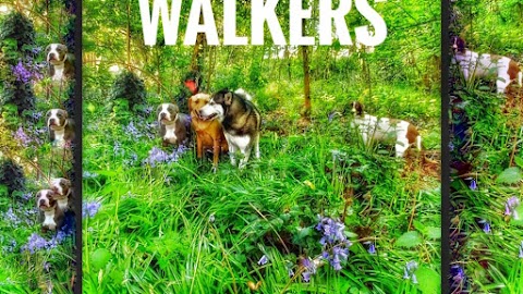 lambeg dog walkers