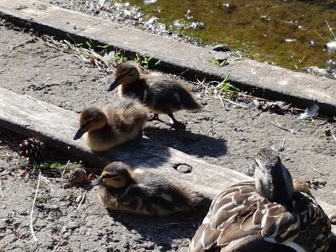 Singleton Park Boating Lake