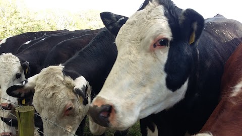 Afon Veterinary Centre