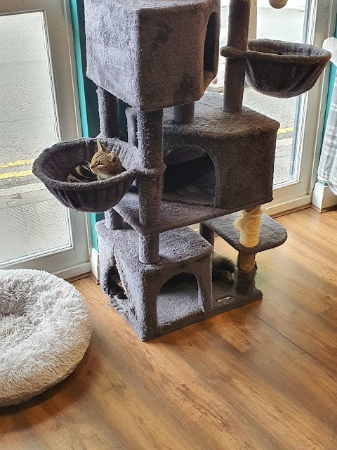 Charlies Cat Cafe
