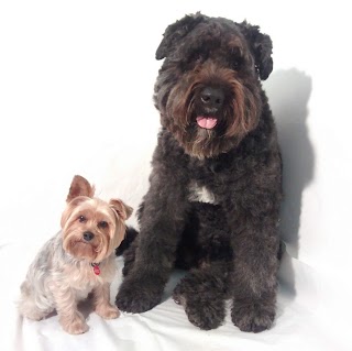 Little and Large Dog Grooming