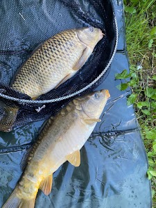 Church Stretton Camp and Fish (Oaklands)