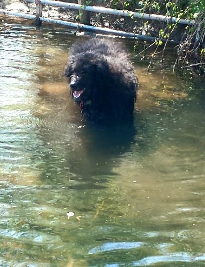 4 Paws Dog Walking