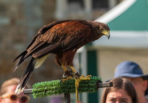 Haven Falconry Bird of Prey Centre