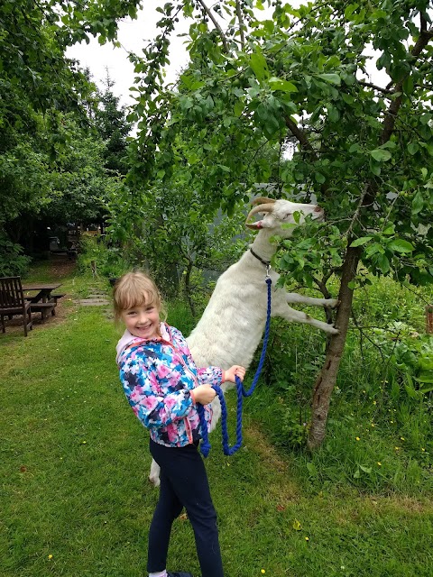 Old Tree Nursery & Animal Sanctuary