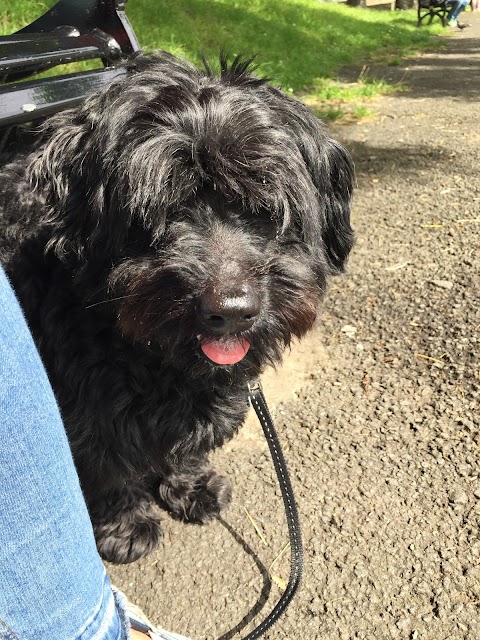 Canine Kindergarten Alsager