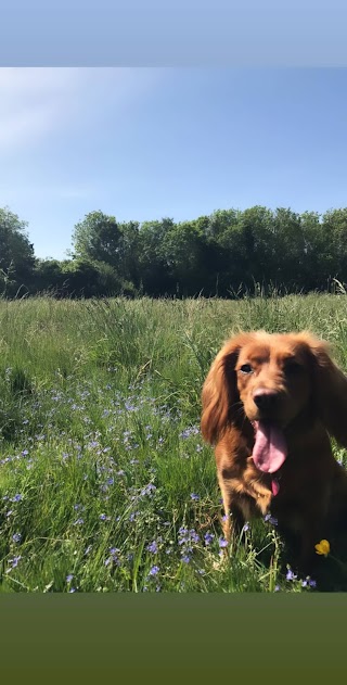 Hound Dublin