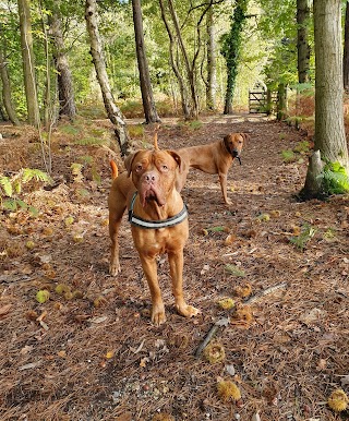 Pups and Hounds