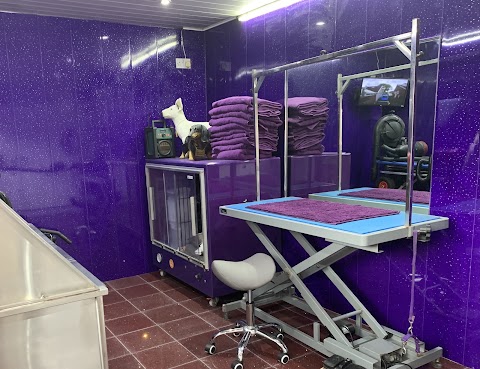 Shampooch Professional dog grooming by Cathryn Gleave./ Westhoughton