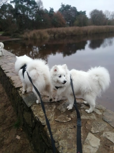 Alfie's Pals Dog Walking