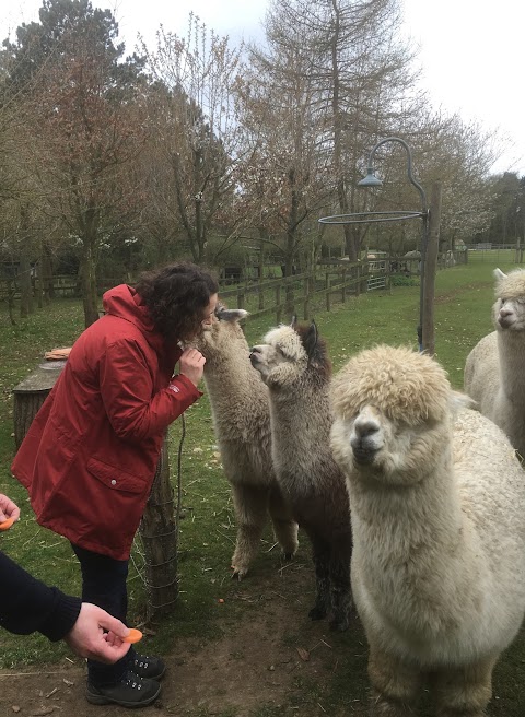 Burnt Fen Alpacas