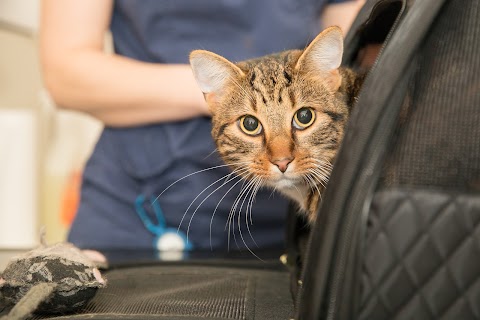 The Beeches Veterinary Centre