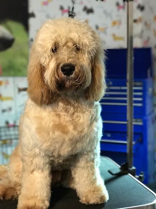 Mucky Pupz - daycare, boarding & grooming company