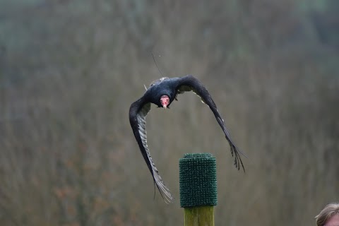 South Coast Falconry