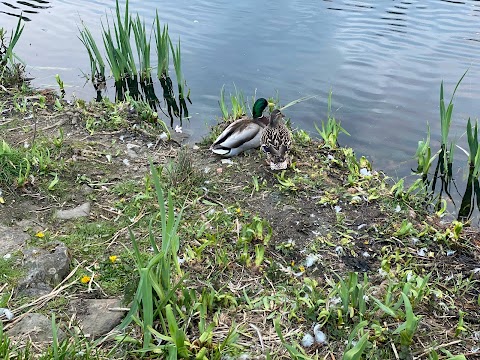 Rouken Glen Pond