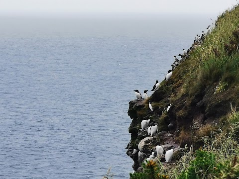 RSPB Scotland Fowlsheugh