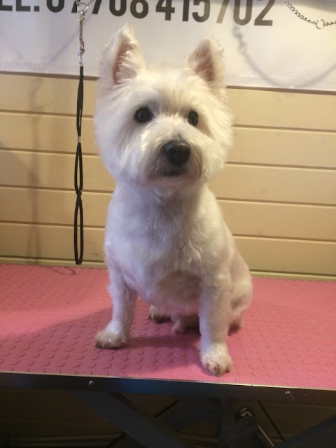 Paws of Cheshire Dog Grooming