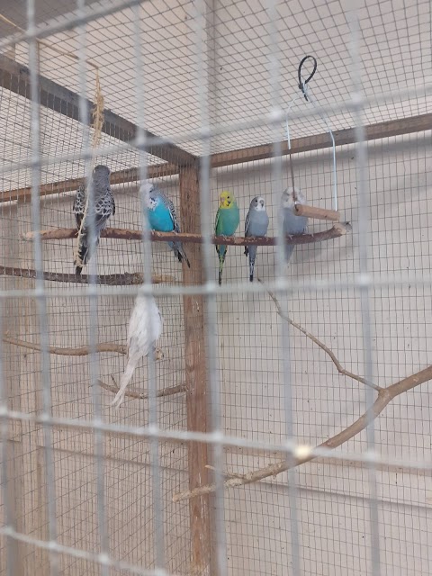 B & T Parrots & Pet Supplies