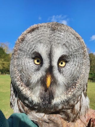 Icarus Falconry