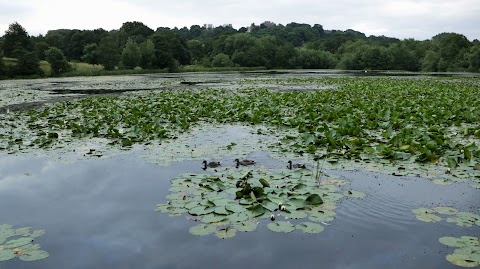 Hardwick Park ( Ponds )