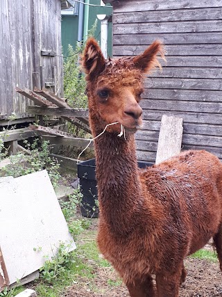 Little Markfield Farm