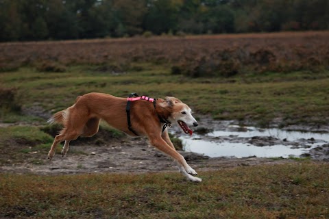 Taking the Lead Pet Care Services