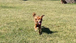 Blissful Pups Cavalier King Charles, Cavapoo & Toy Breeds Daycare