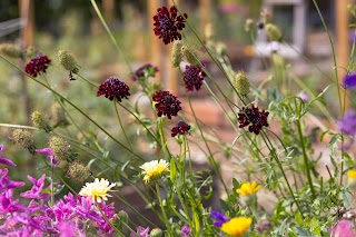 Meadows Flowers