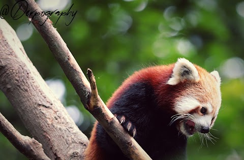 Red Panda