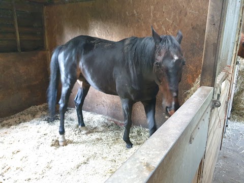 Pastures New (Lane Foot Petting Farm)