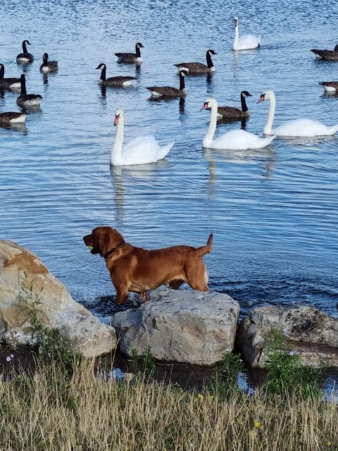 Waverley Lakes & Park