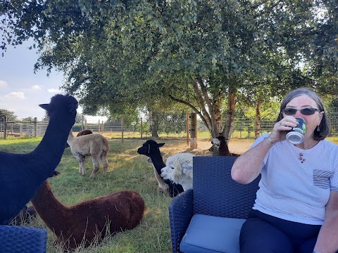 Stubbs Farm Alpacas