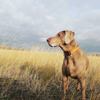 Happier Days For Dogs