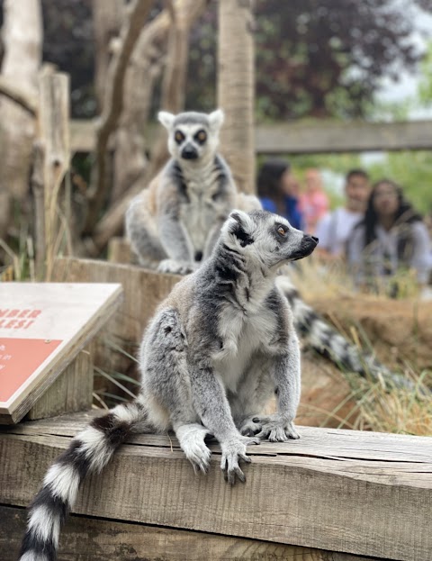 Monkey Valley - London Zoo