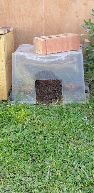 Holderness Hedgehog Hospital